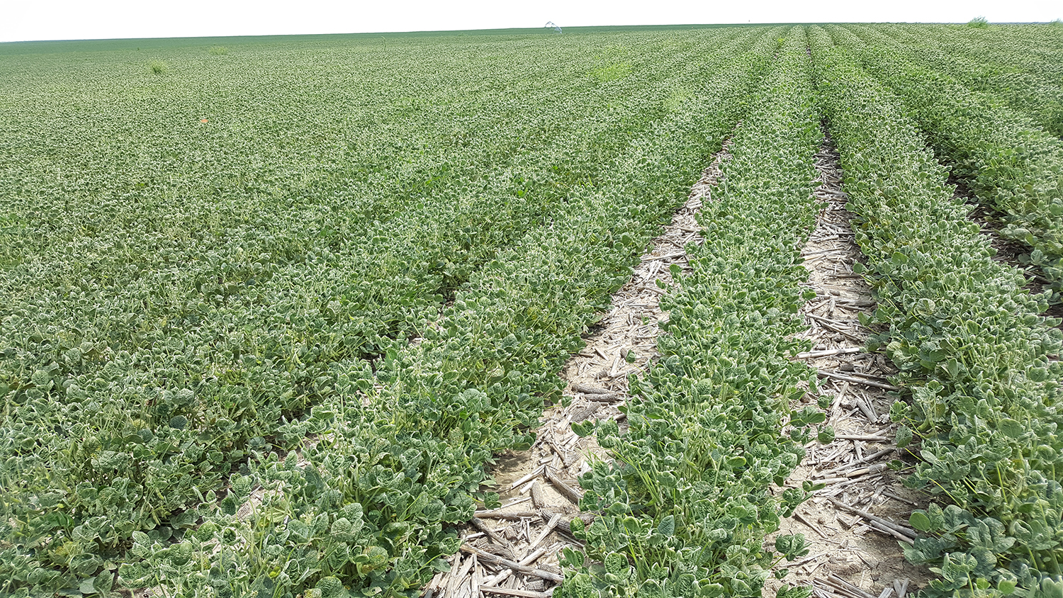 Soybean field injured by dicamba