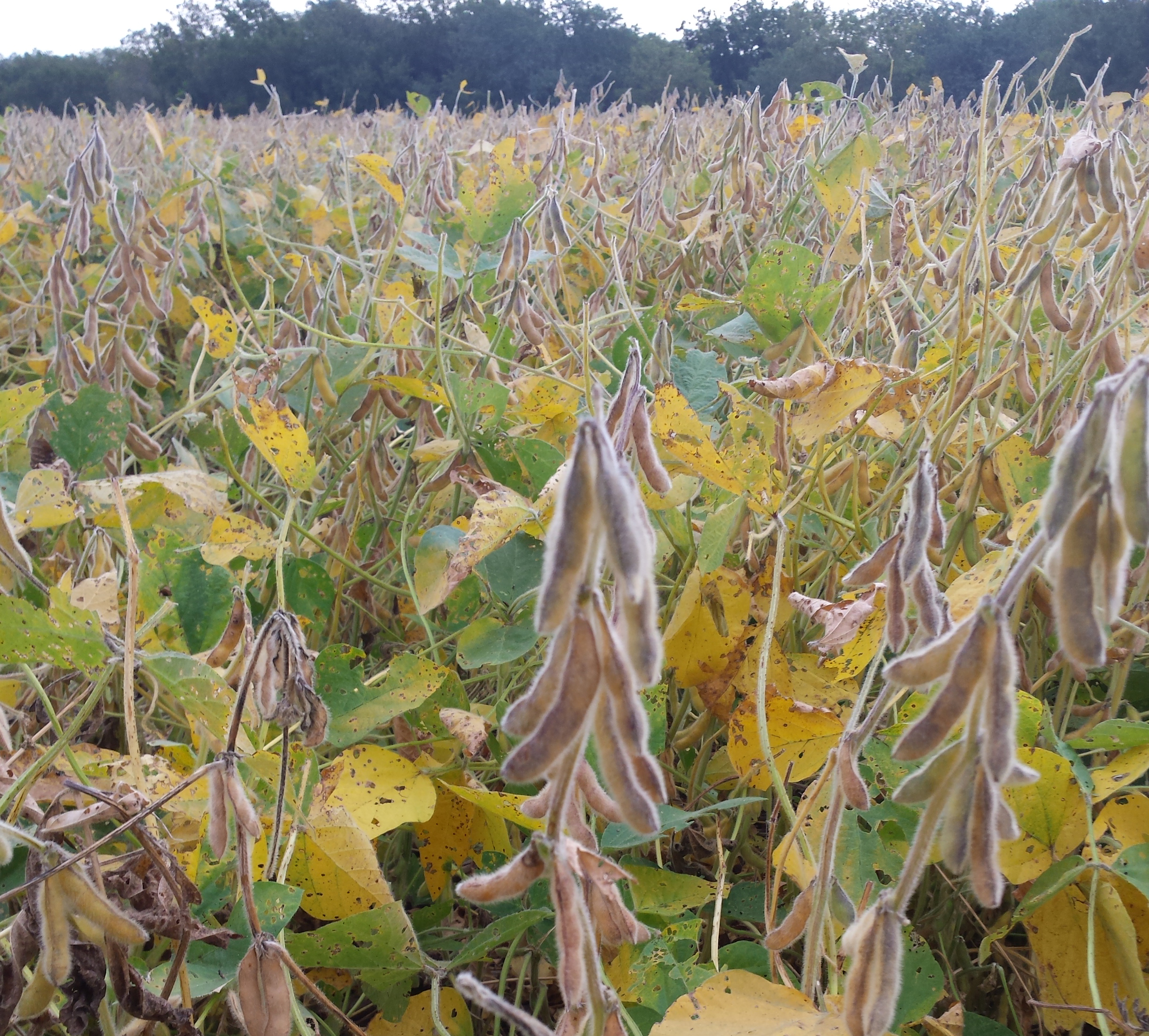 Mature soybean pods but green stems at harvest