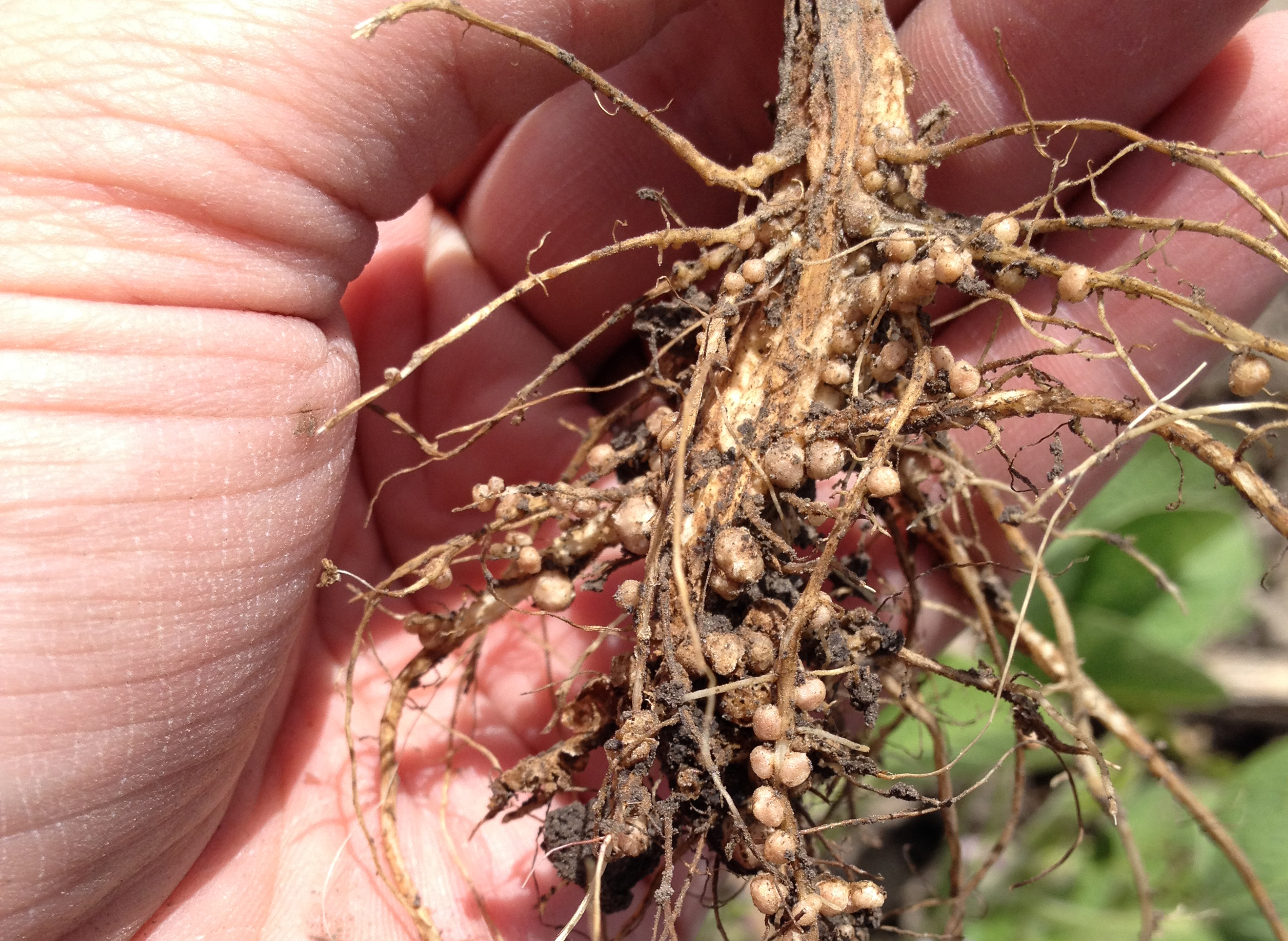 Image result for nitrogen nodules on cover crop legumes images