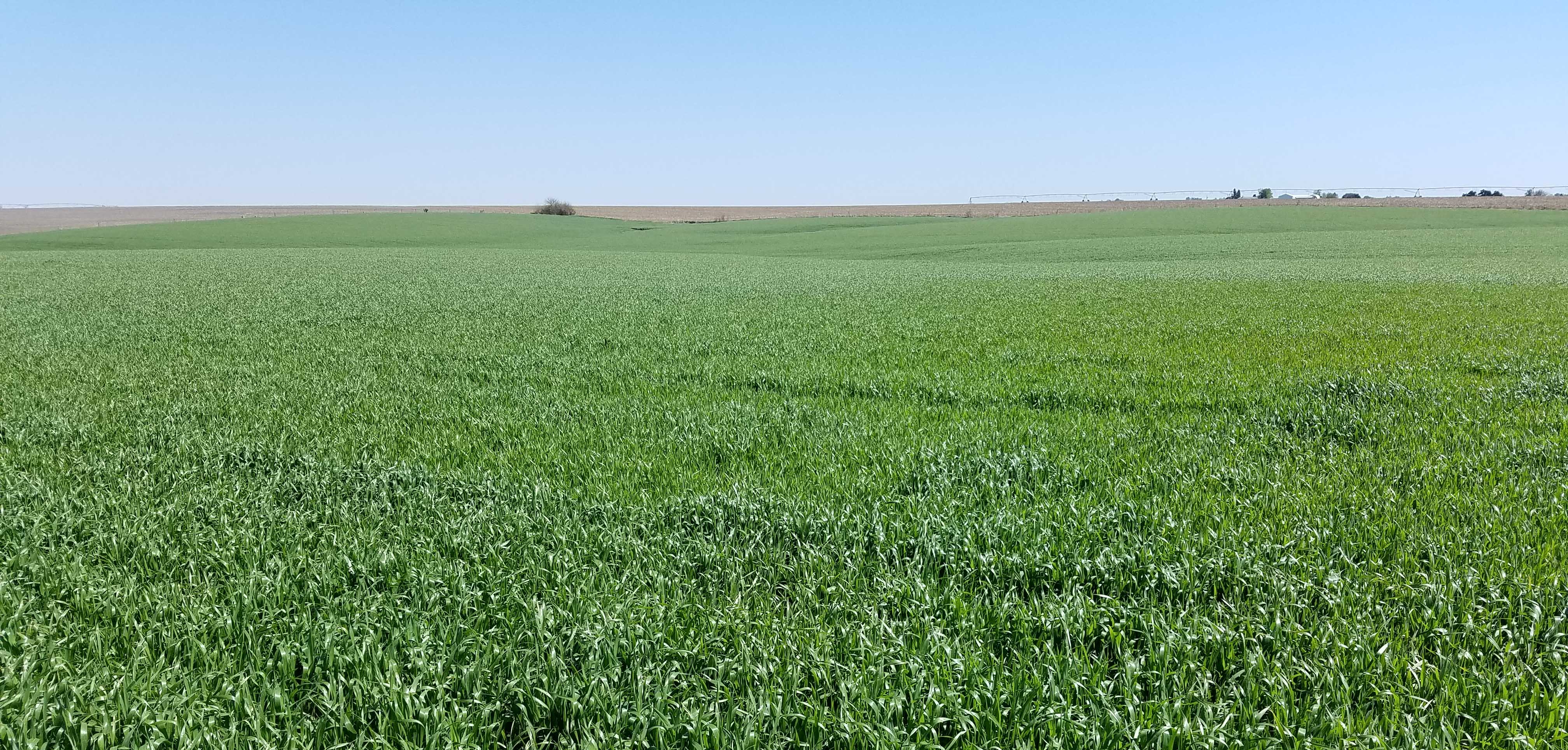 Stripe rust in wheat фото 42