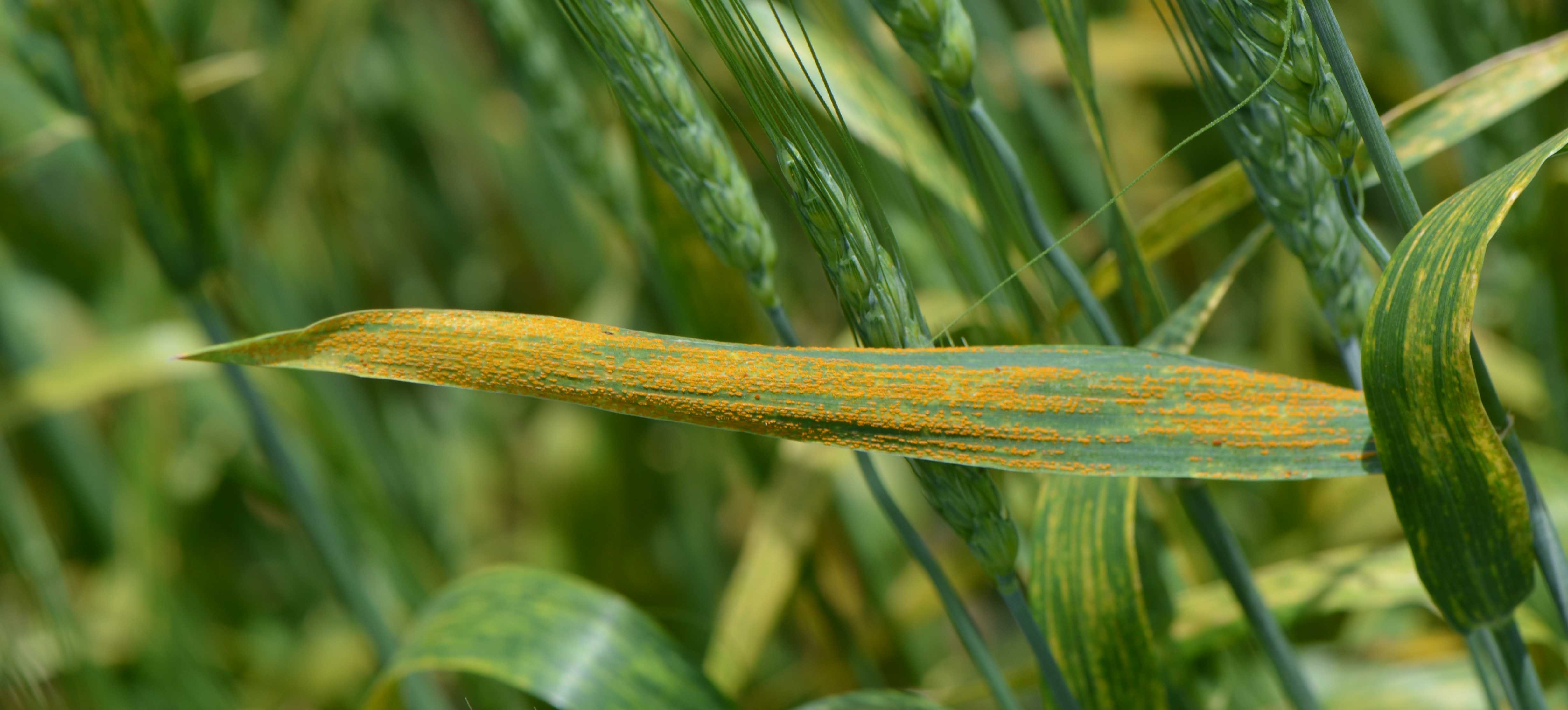 Wheat rust disease фото 23