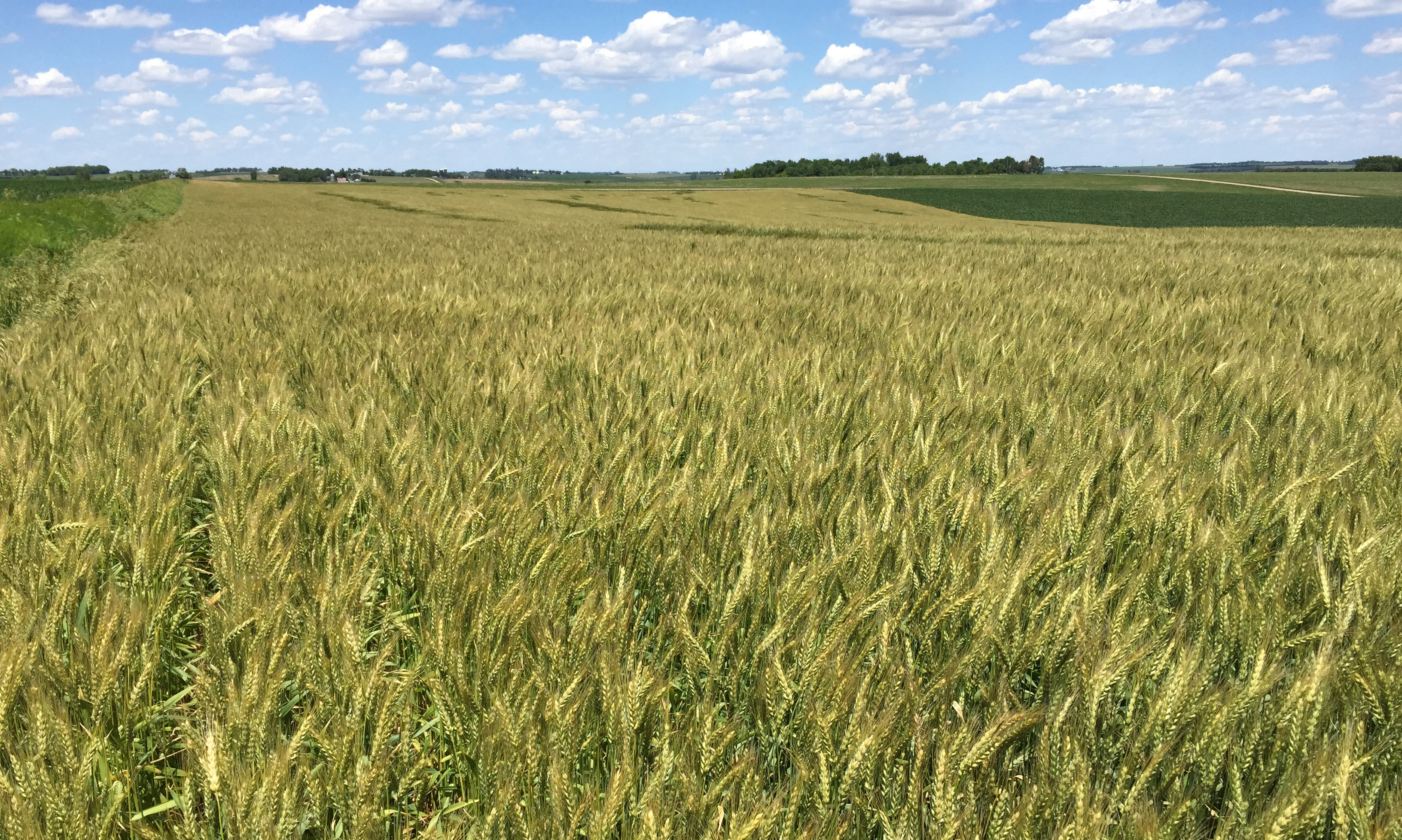 recap of 2017 eastern nebraska winter wheat crop cropwatch university of nebraska lincoln recap of 2017 eastern nebraska winter