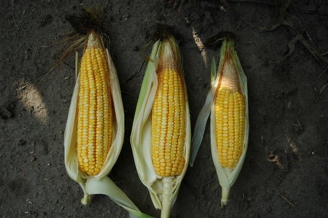 Abnormal corn ears