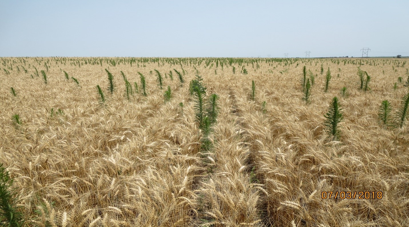 In northern india they harvest their wheat. Зрелая пшеница Геншин. Тендеры растения. Blackwood Wheat. Wheat or Weed.