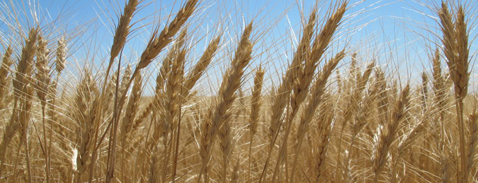 Healthy field of wheat