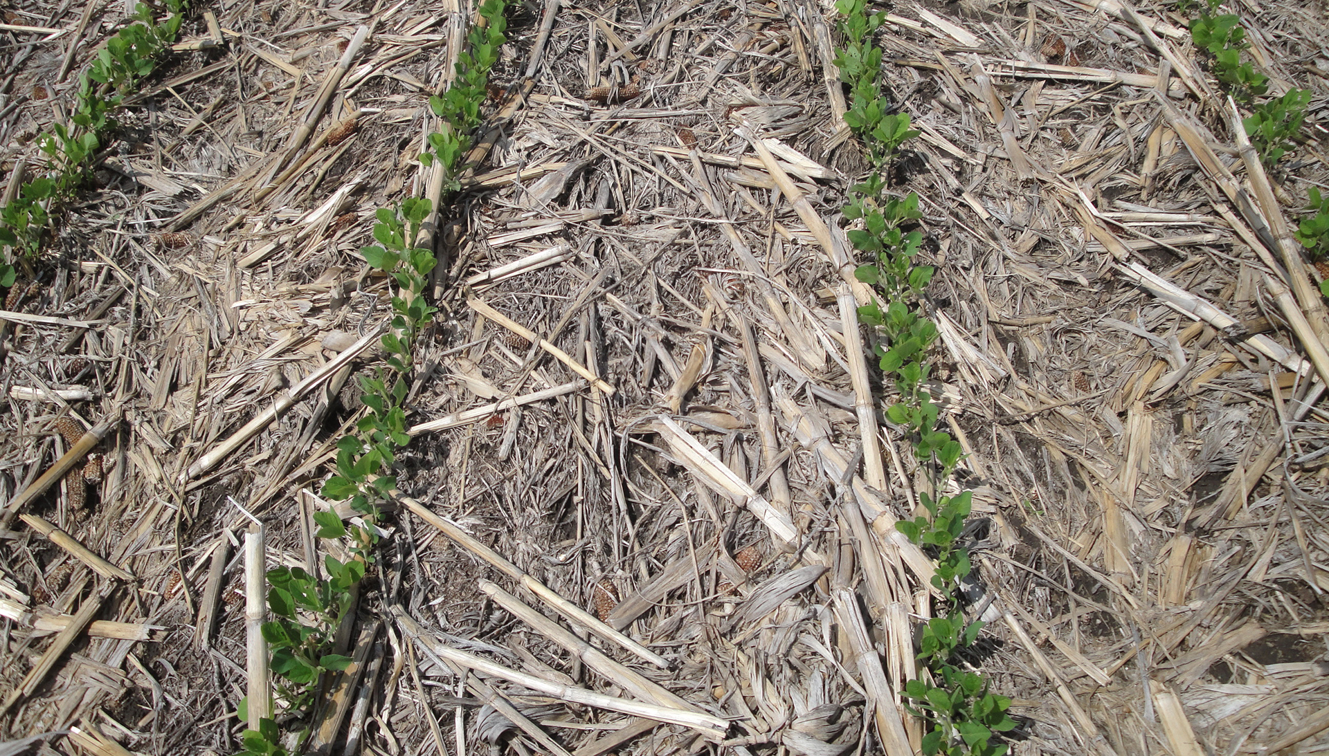 Building Resilient Soil Systems using Residue, No-till, and Cover Crops | CropWatch | University of Nebraska–Lincoln