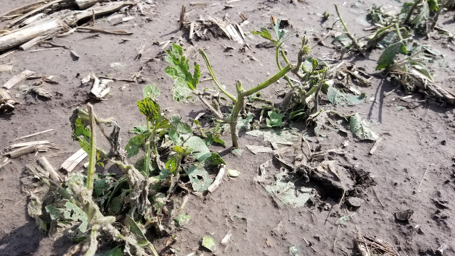 Hail damage to soybeans