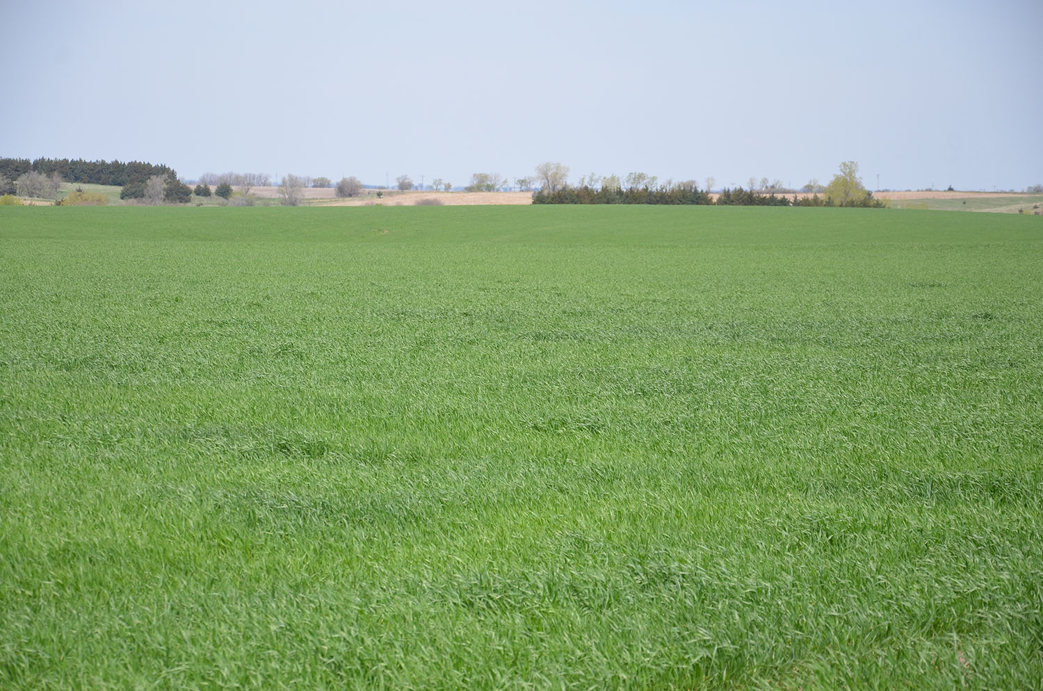 Rust disease in wheat фото 87