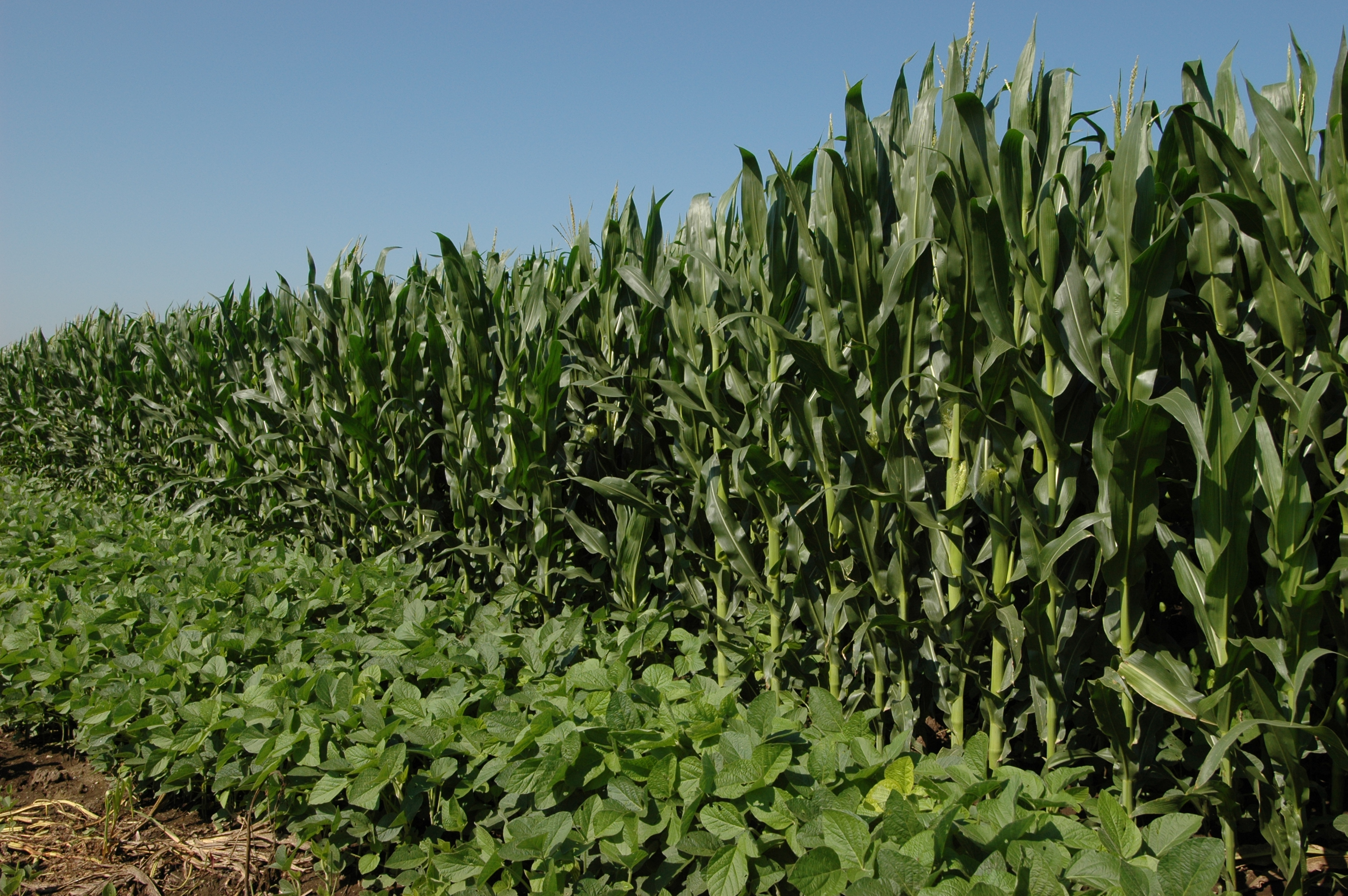 кулисные посевы кукурузы для защиты от ветров