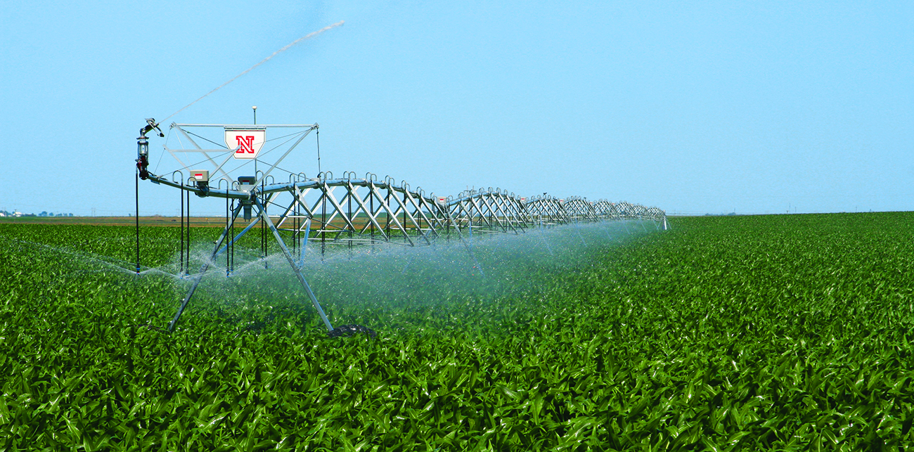Center pivot irrigating late season field of corn.
