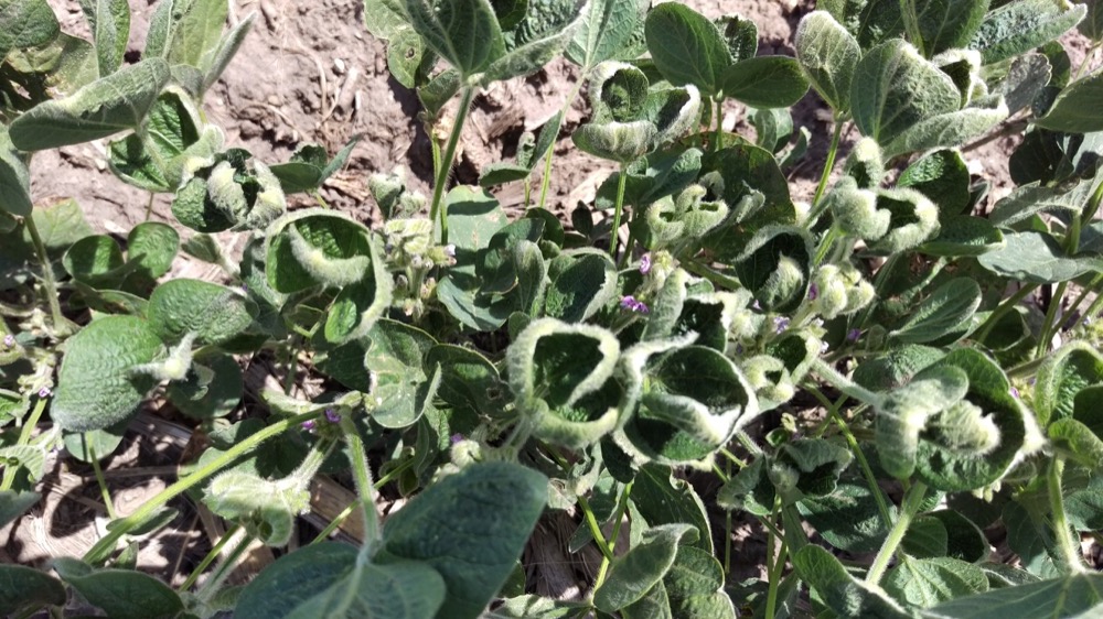 soybean damaged by Dicamba