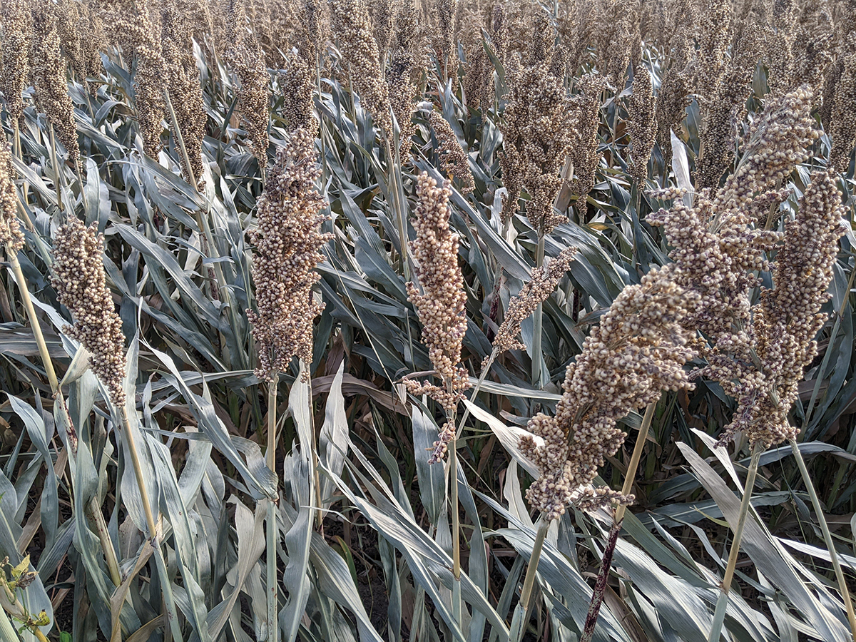 Federal aid approved for counties across Finger Lakes after deep frost ruined crops