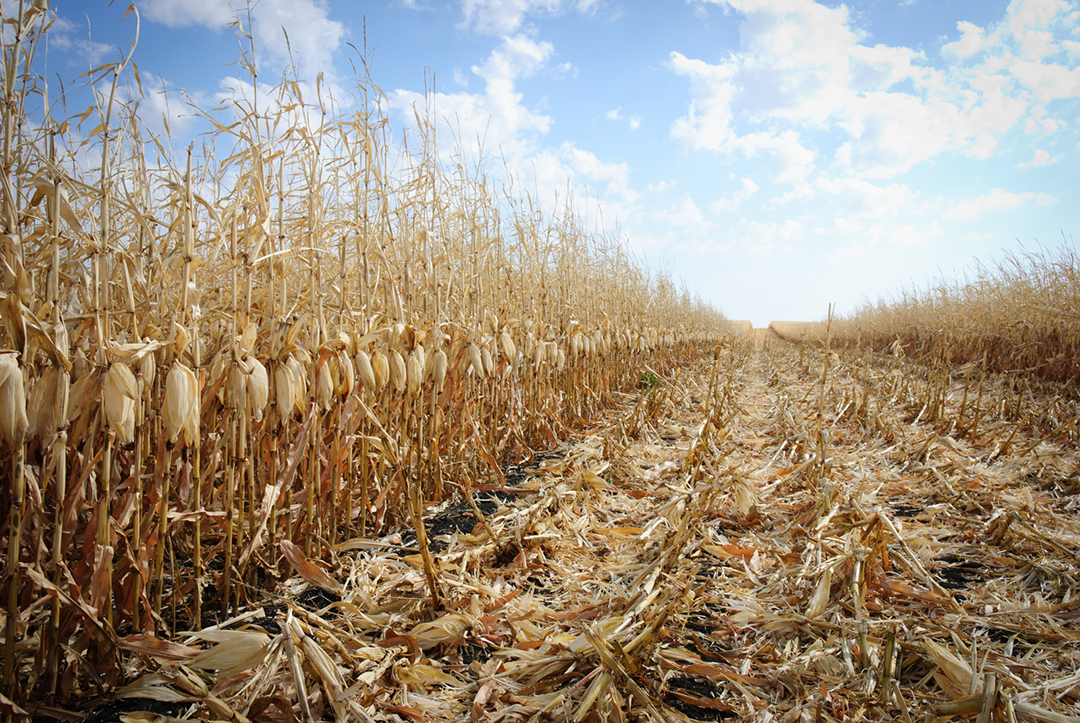 corn harvest field