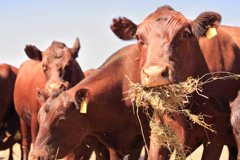 High-forage dairy diets keep cows producing