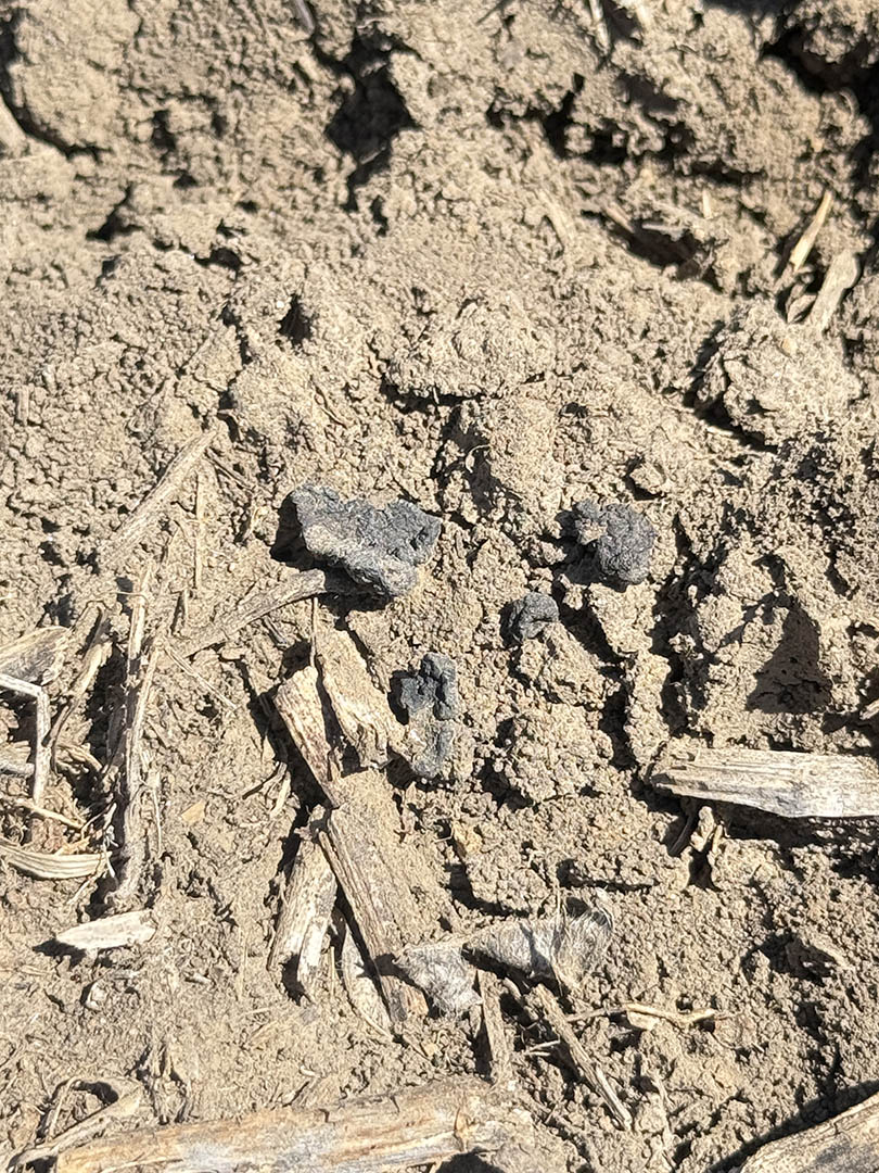 Close-up of several black sclerotia resting on dry soil surface and plant debris, showing survival structures of the white mold fungus.