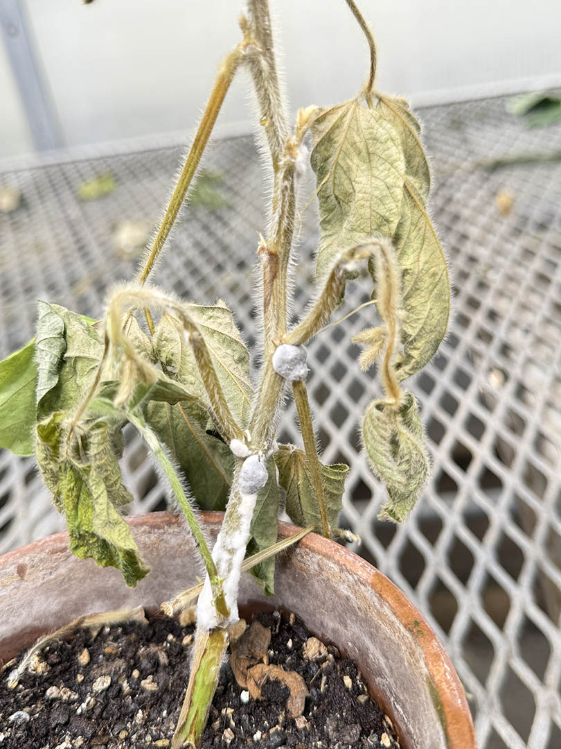 Soybean plant showing wilting and stem lesions with white, cottony fungal growth and sclerotia, typical of advanced white mold infection.