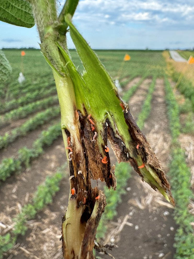 orange soybean gall midge larvae on stem