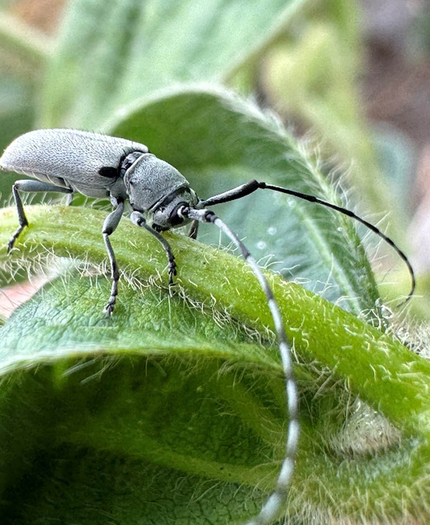 dectes stem borer adult rests on soybean stem and leaves