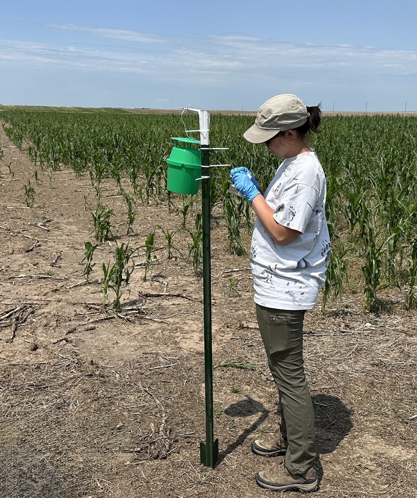 Ag Research Technician, Maeve Cavanaugh, from Pin-Chu Lai’s Entomology Lab checks the green bucket trap in a corn field.