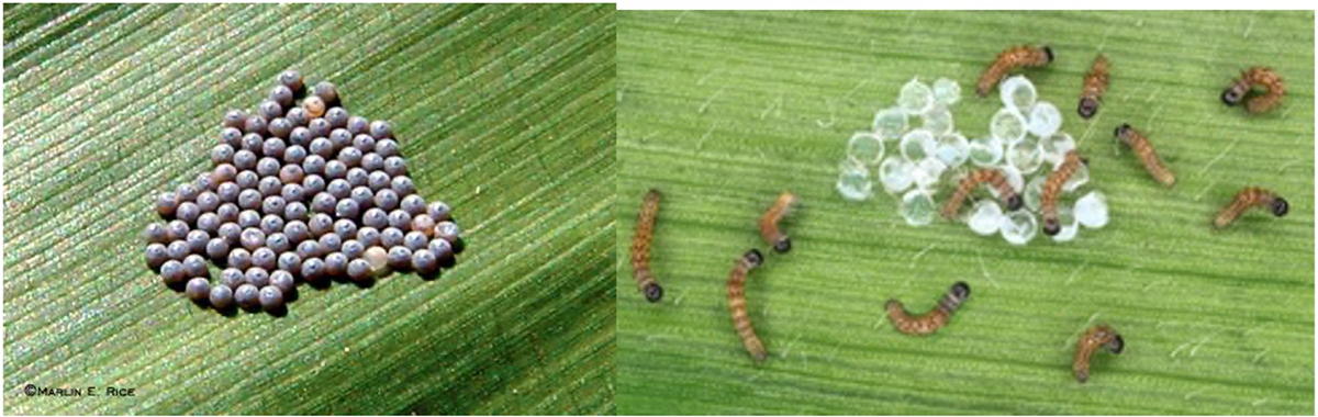 image showing Western bean cutworm egg mass and recently hatched larvae.