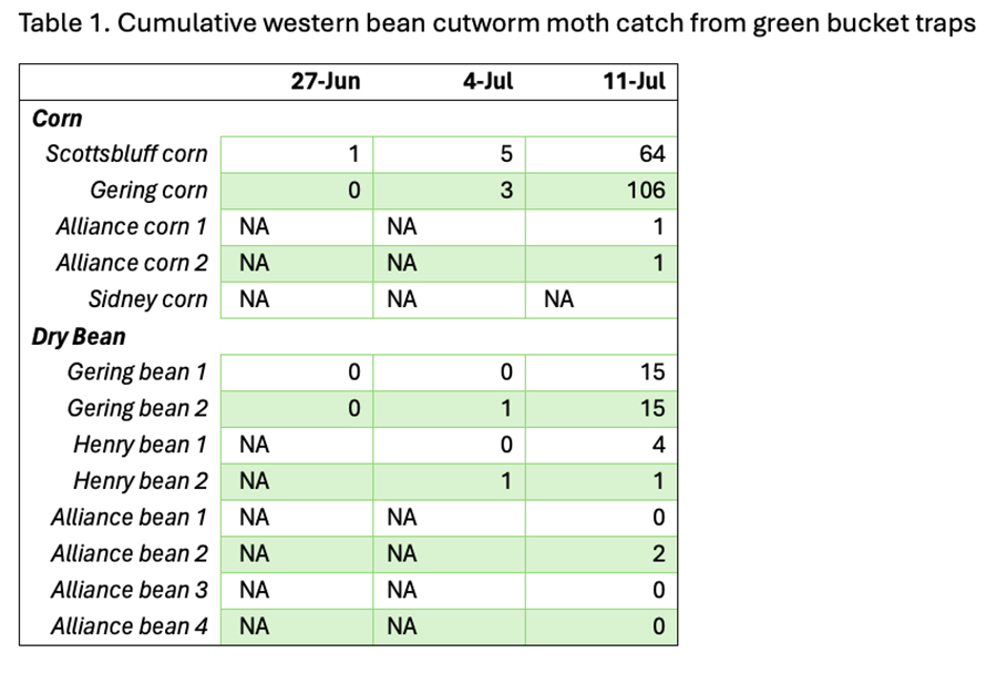 Cumulative western bean cutworm moth catches from green bucket pheromone traps.