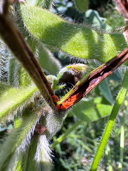 Close-up of soybean gall midge larvae clustered inside a split soybean stem, showing bright orange larvae and surrounding plant tissue damage.