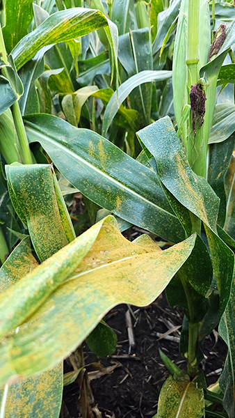 Corn leaves showing yellow-orange pustules and speckling symptoms of southern rust infection in a field