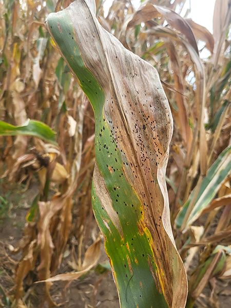 orn leaf with black fruiting structures and tissue death from tar spot infection.