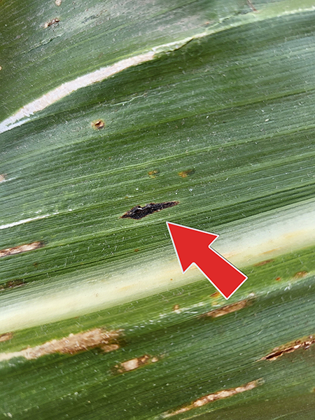 lose-up of a corn leaf with a black tar spot lesion, highlighted by a red arrow.