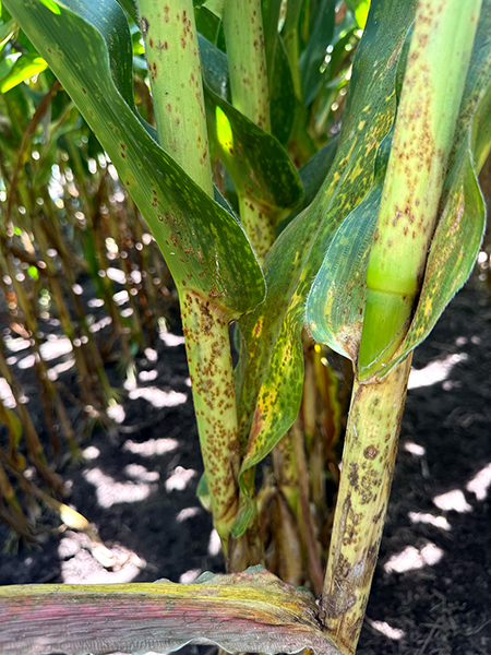 Corn stalks and leaves with brown, irregular lesions from southern rust or common rust