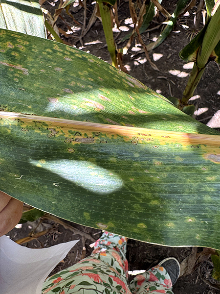 Close-up of a corn leaf with irregular, water-soaked lesions and dark freckles characteristic from southern rust or common rust
