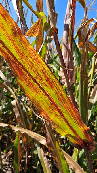 Corn leaf with red and purple streaking and yellowing, symptoms of corn stunt disease caused by spiroplasma.