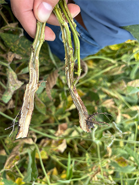 Split soybean stems showing brown crown discoloration from sudden death syndrome while pith remains white.