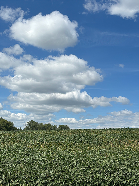 Soybean field with scattered yellow patches from sudden death syndrome infection.
