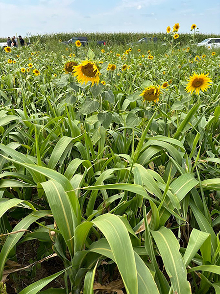 Diverse flowering cover crop mix with tall sunflowers at peak growth in August 2024.