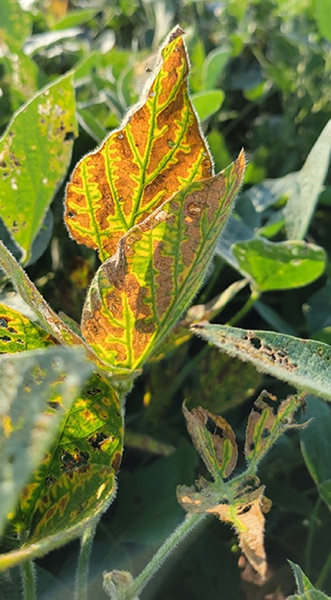 Close-up of soybean leaf showing yellow interveinal chlorosis from sudden death syndrome.