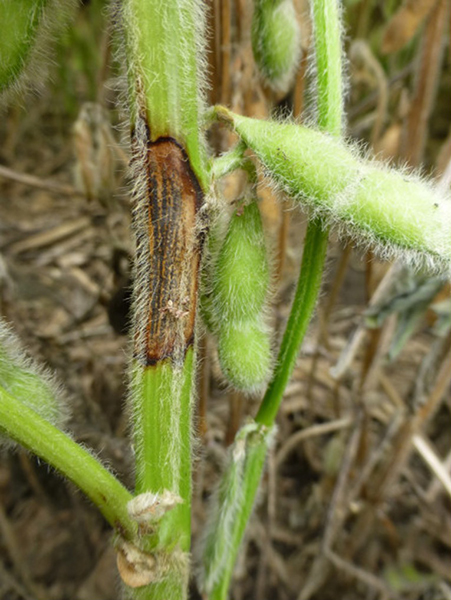 Soybean stem with dark, sunken canker from northern stem canker.