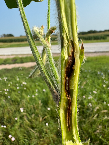 Split soybean stem showing early tunneling damage from Dectes stem borer larvae.