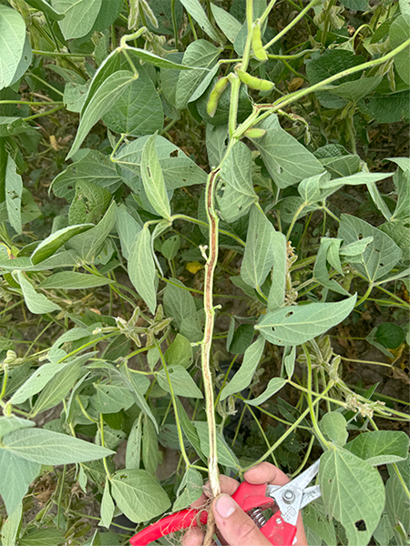 Soybean stem split to reveal hollow center from Dectes stem borer feeding.