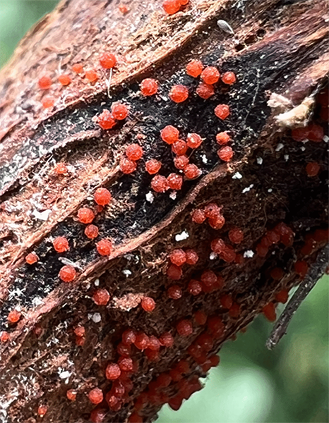 Soybean stem base with red perithecia of Calonectria ilicicola, causal agent of red crown rot.
