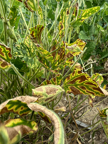 Soybean canopy with advanced foliar necrosis symptoms of red crown rot.