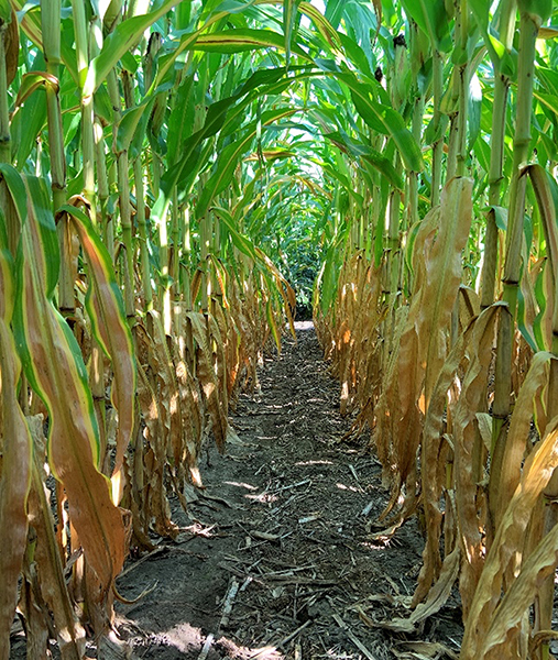 A view between rows of mature corn plants with yellowing lower leaves showing nitrogen stress, while upper leaves remain green; dry soil and corn residue cover the ground as plants mature.