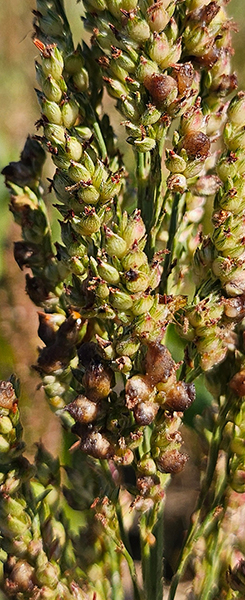 Close-up of sorghum seed heads showing sorghum ergot infection, with sticky brown honeydew droplets replacing normal grain in several florets.