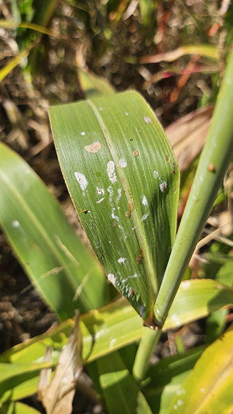 Sorghum leaf speckled with dried honeydew droplets from sorghum ergot infection, leaving white and tan residue patches.