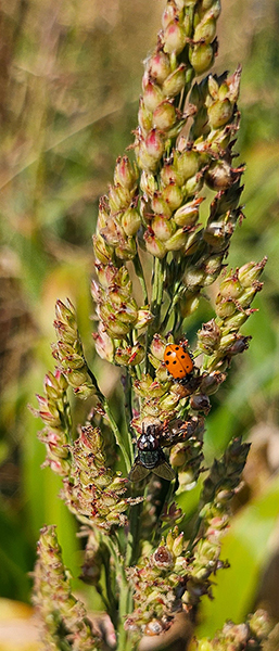 orghum head infected with sorghum ergot showing sticky honeydew droplets that attract insects, including a beetle and a fly.