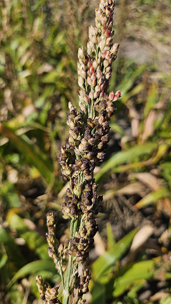 Sorghum head with dark, mold-covered panicles following sorghum ergot infection, showing dried honeydew and fungal growth.