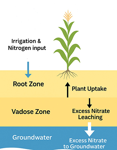 Diagram of a corn plant showing irrigation and nitrogen entering the root zone, plant uptake, nitrate leaching through the vadose zone and excess nitrate reaching groundwater.