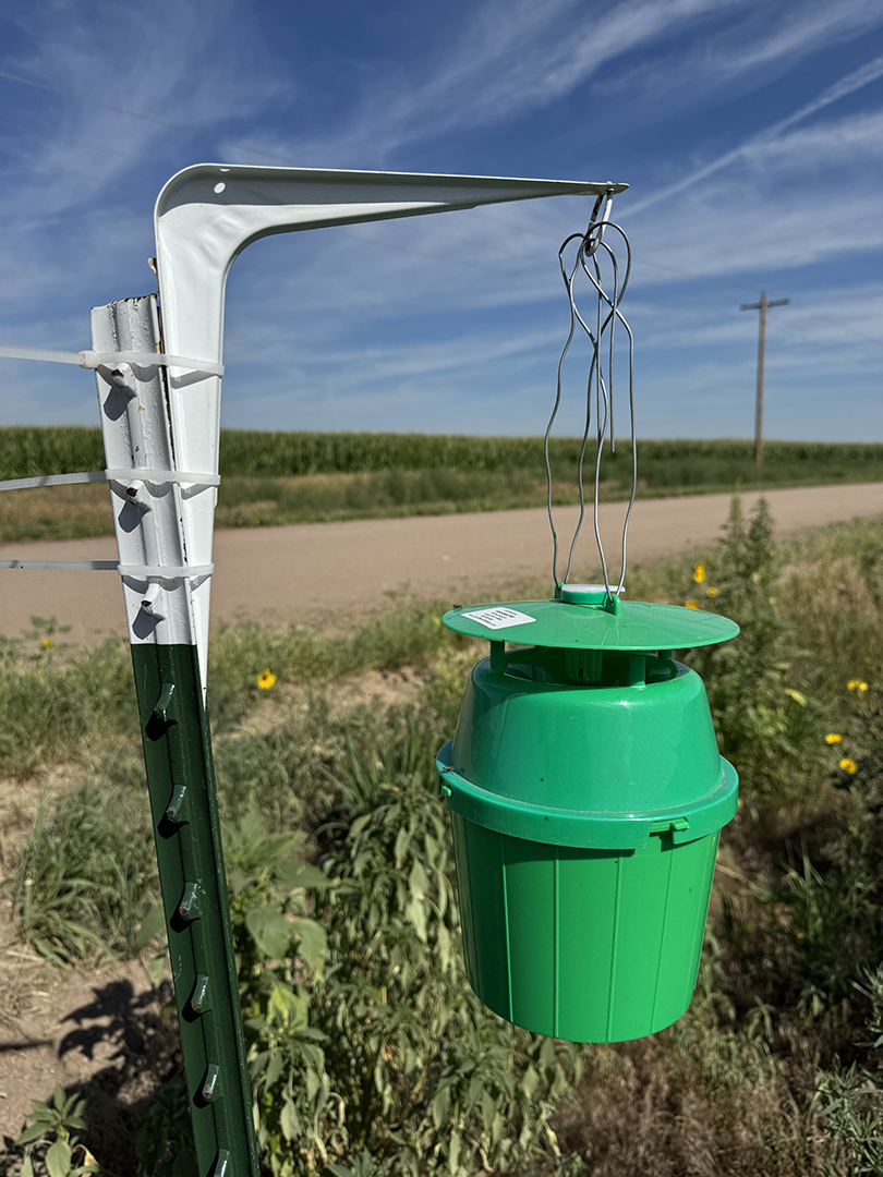 Green moth trap bucket hanging from a steel post near a corn field