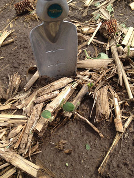 Trowel in soil surrounded by broken cornstalks and sprouting seedlings.