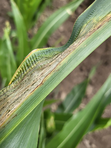 Damaged corn leaf with dark spots and discoloration against blurred soil and greenery background.